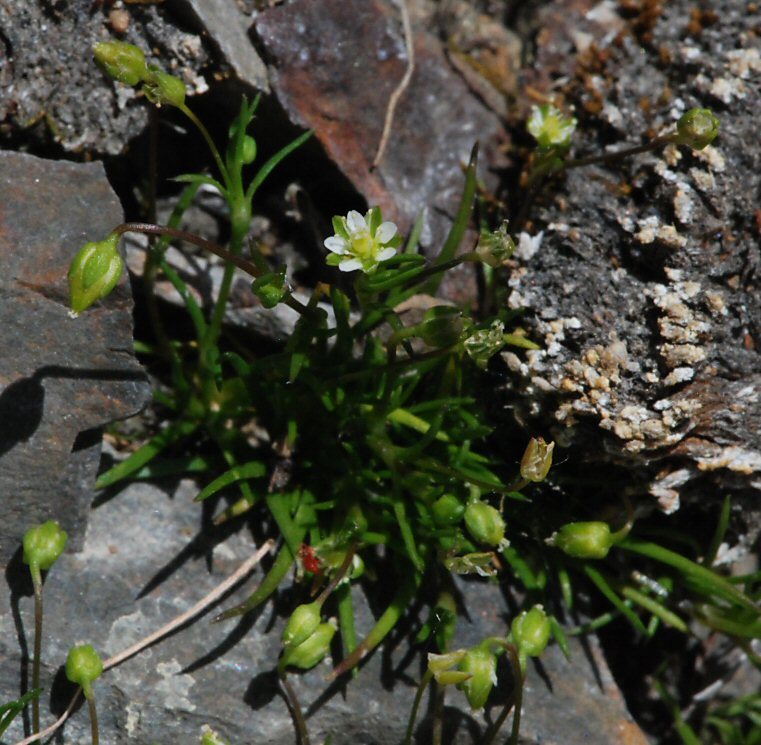 Sagina saginoides (L.) Karst.的圖片