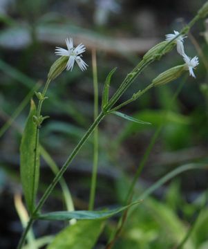 Image of Palmer's catchfly