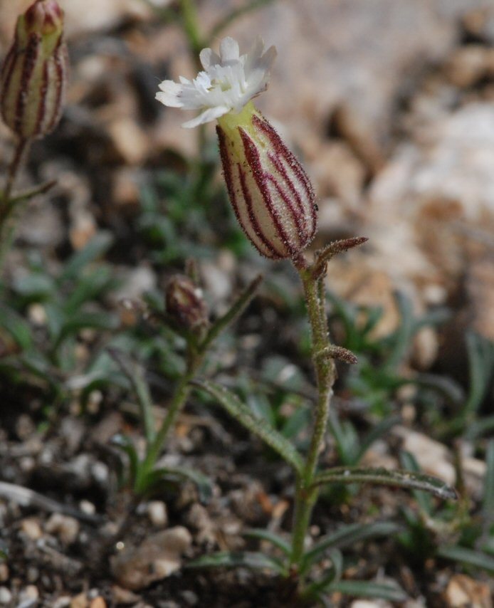 Image of Sargent's catchfly