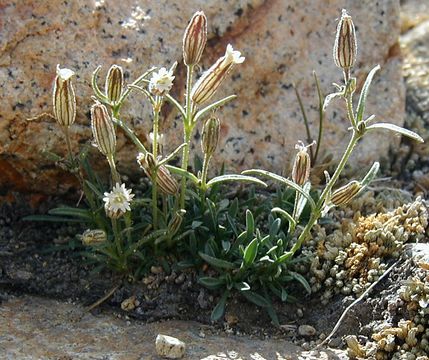 Image of Sargent's catchfly