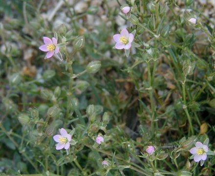 Image of red sandspurry