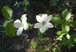 Image of Pacific dogwood