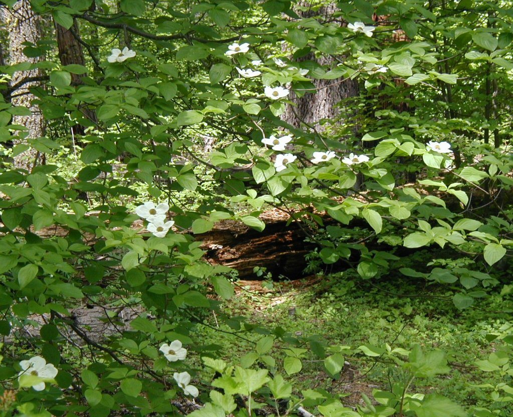 Image of Pacific dogwood