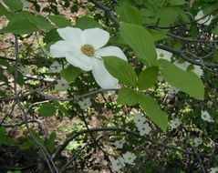 Image of Pacific dogwood