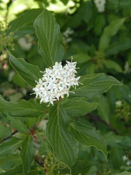 Imagem de Cornus sericea subsp. occidentalis (Torr. & A. Gray) Fosberg