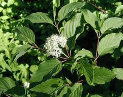 Image of western dogwood