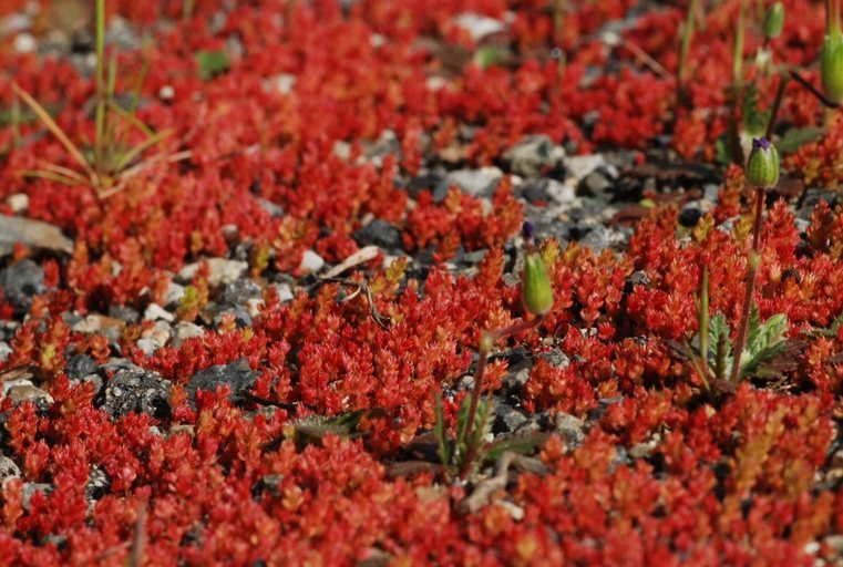 Crassula connata (Ruiz & Pav.) A. Berger resmi