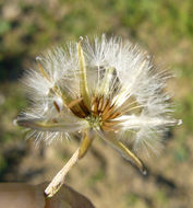 Image of Italian hawksbeard