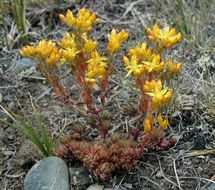 Image de Sedum lanceolatum Torr.