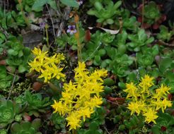 Imagem de Sedum spathulifolium Hook.