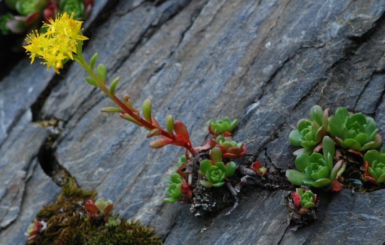 Imagem de Sedum spathulifolium Hook.