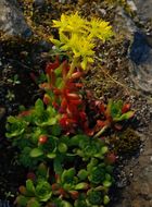 Imagem de Sedum spathulifolium Hook.