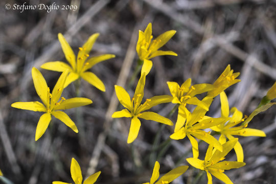 Image of Narcissus cavanillesii Barra & G. López