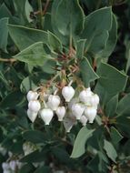 Image of bigberry manzanita