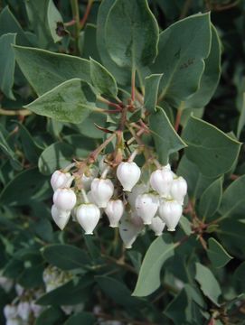 Imagem de Arctostaphylos glauca Lindl.