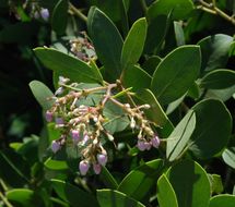 Image de Arctostaphylos patula Greene