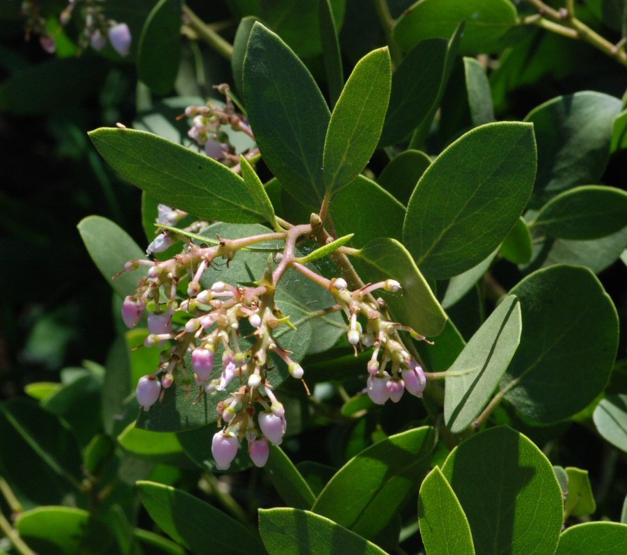 Imagem de Arctostaphylos patula Greene