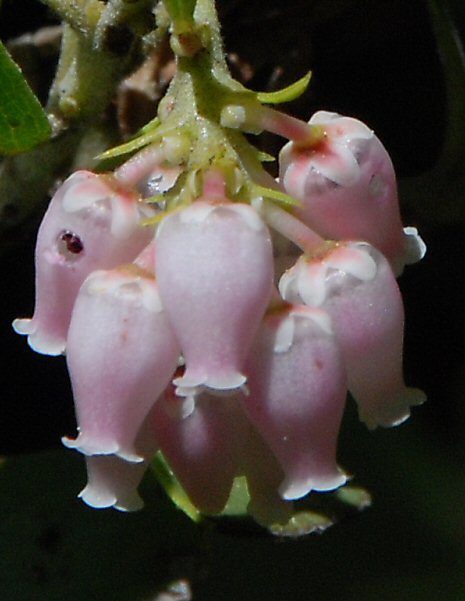 Imagem de Arctostaphylos nevadensis A. Gray