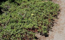 Imagem de Arctostaphylos nevadensis A. Gray