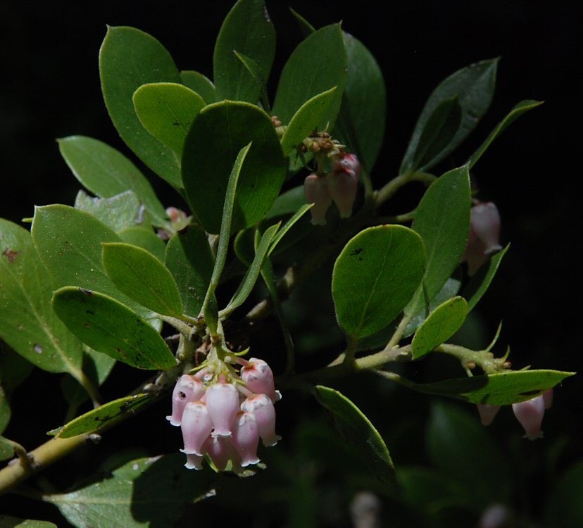 Imagem de Arctostaphylos nevadensis A. Gray