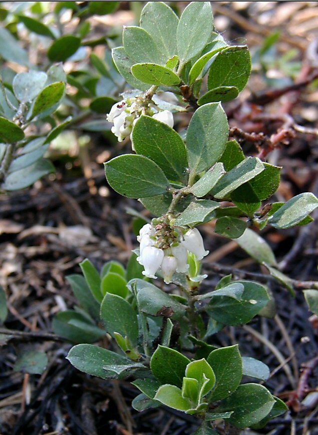 Imagem de Arctostaphylos nevadensis A. Gray