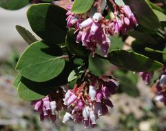 Image of greenleaf manzanita