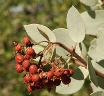 Arctostaphylos viscida subsp. mariposa (Dudley) P. V. Wells resmi