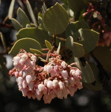 Image of Mariposa manzanita