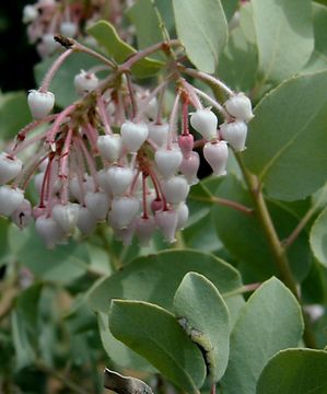 Image of Mariposa manzanita