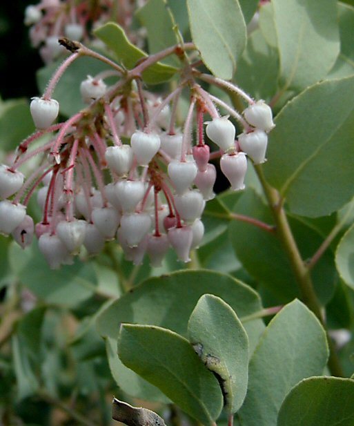 Arctostaphylos viscida subsp. mariposa (Dudley) P. V. Wells resmi