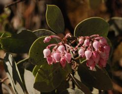 Arctostaphylos viscida subsp. mariposa (Dudley) P. V. Wells resmi