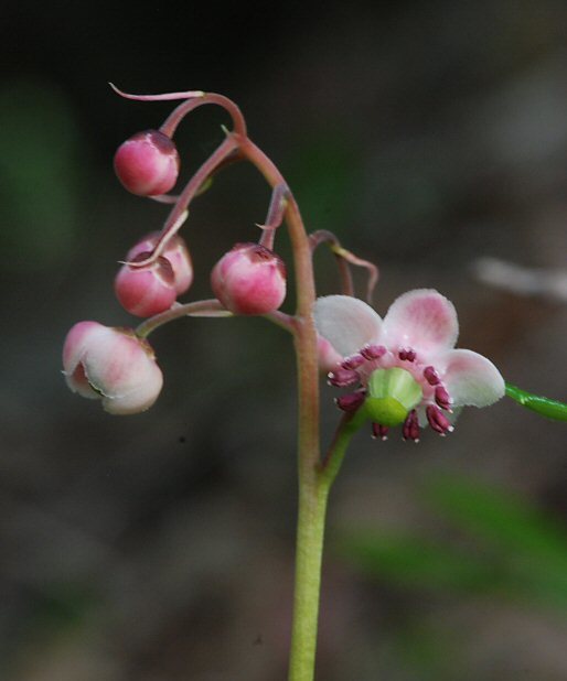 Image of pipsissewa