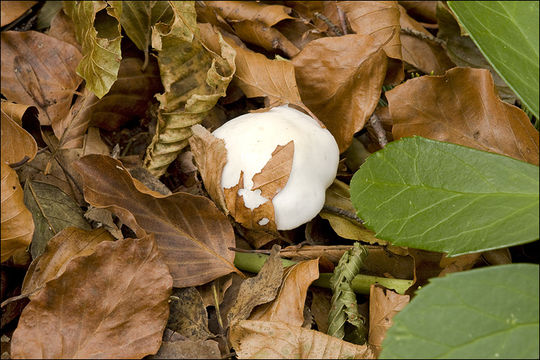 Image of Hygrophorus eburneus (Bull.) Fr. 1838