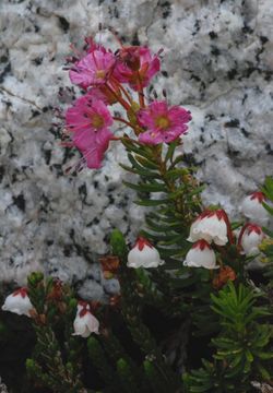 Image of purple mountainheath