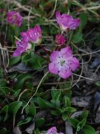 Imagem de Kalmia polifolia Wangenh.