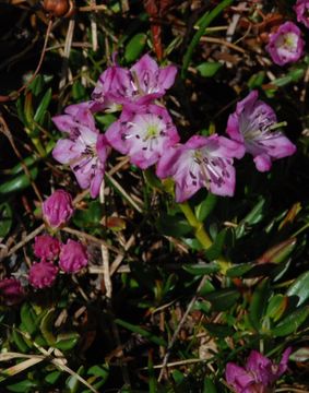 Imagem de Kalmia polifolia Wangenh.