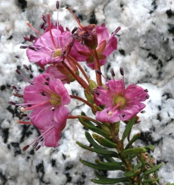 Image of purple mountainheath