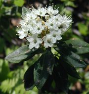 Image de Rhododendron columbianum (Piper) Harmaja