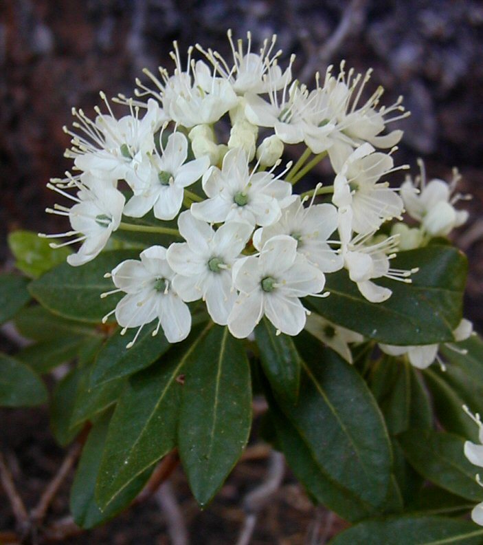 Image de Rhododendron columbianum (Piper) Harmaja