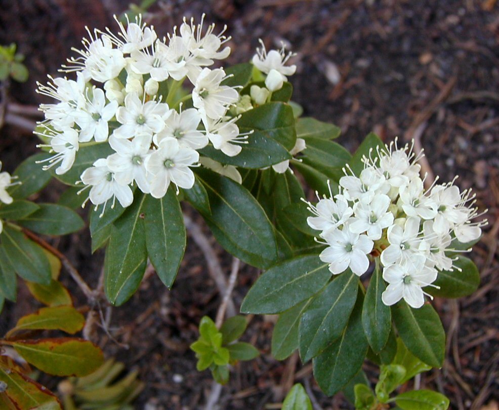 Image of <i>Ledum glandulosum</i>