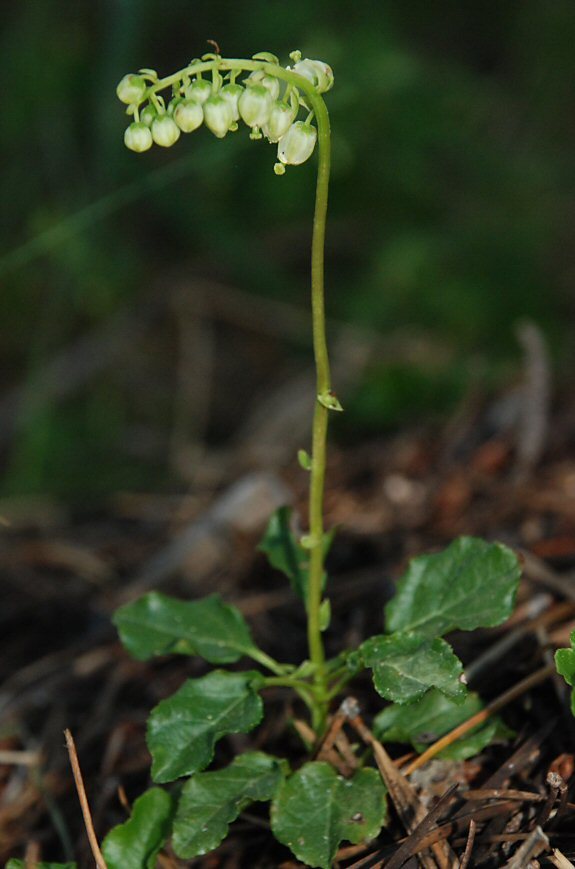 Image of sidebells wintergreen