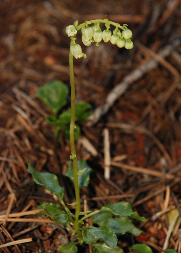 Image of sidebells wintergreen