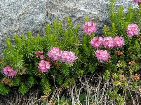 Image of purple mountainheath