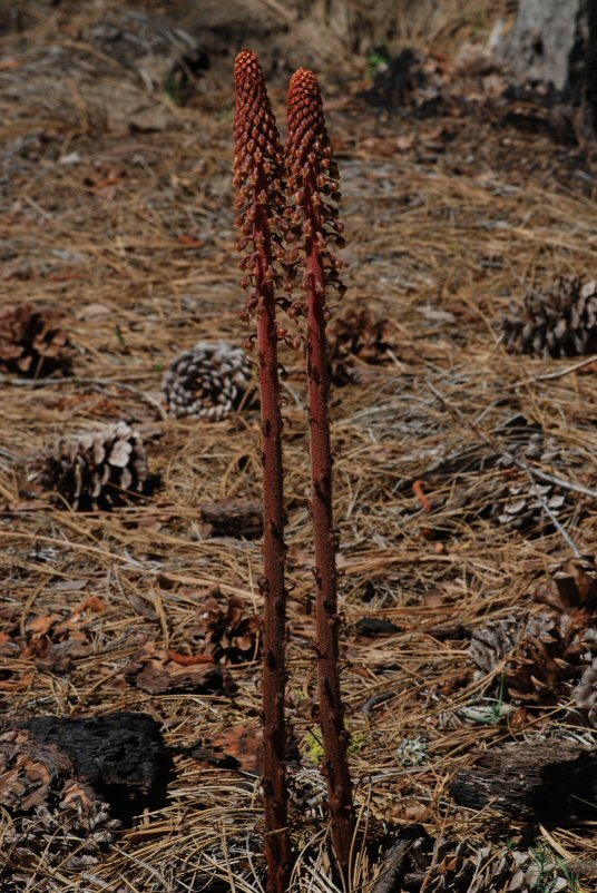 Image of woodland pinedrops