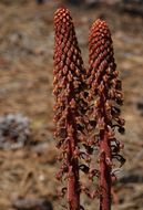 Image of woodland pinedrops