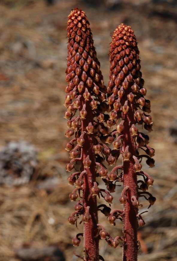 Image of woodland pinedrops