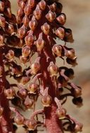 Image of woodland pinedrops