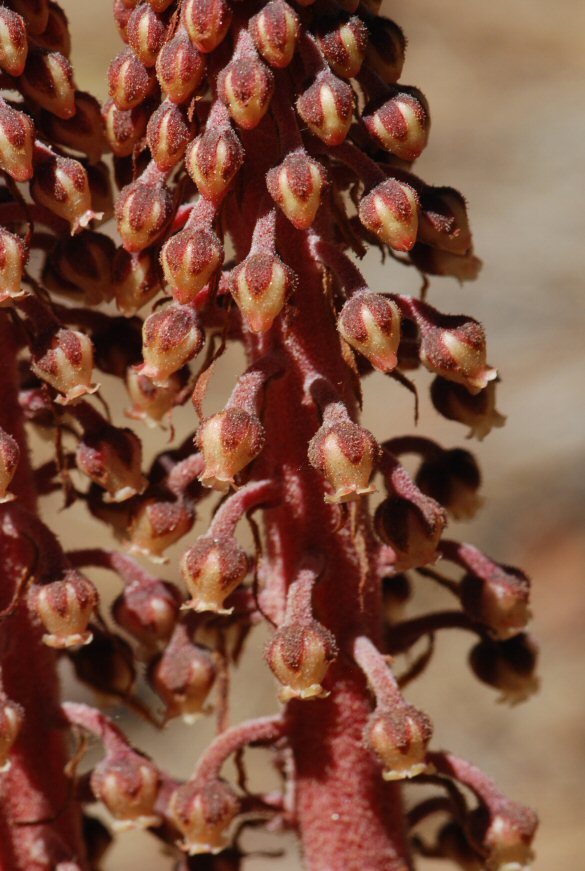 Image of woodland pinedrops