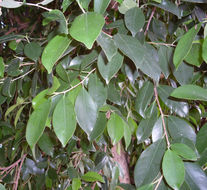 Imagem de Ficus benjamina L.