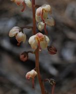 Image of whiteveined wintergreen